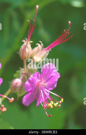 Bec de crane de roche, géranium de Bigroot, géranium bulgare, bec de grue de roche de Zdravetz (Geranium macrorrhizum), fleurs Banque D'Images
