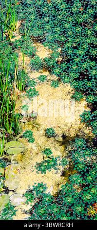 Pollen jaune vif recouvrant une épaisse couche d'aspersion et quelques nénuphars, créant un fond naturel coloré Banque D'Images