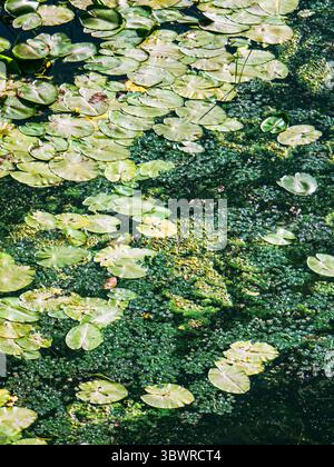 Des feuilles de nénuphar et d'aspersion vertes créant des motifs abstraits à la surface d'un étang pollué pendant l'été Banque D'Images