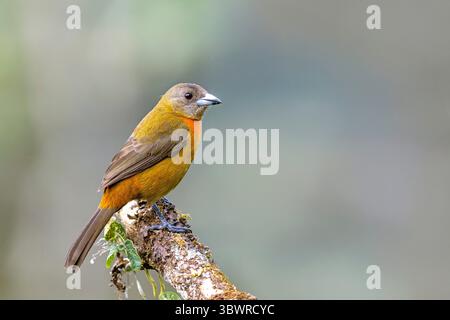 Tanager de Cherrie, tanager écarlate de Cherrie (Ramphocelus costaricensis, Ramphocelus passerinii costaricensis), femelle assise sur Heliconia flo Banque D'Images
