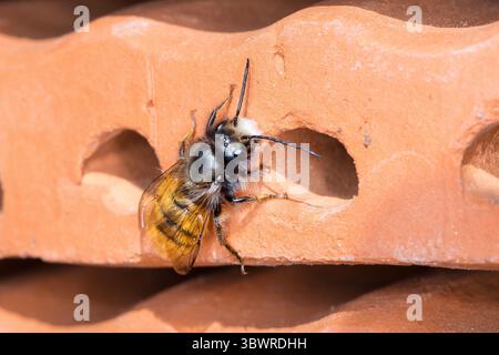 European Orchard Bee, abeille à corne (Osmia cornuta), mâle sur abeille sauvage aide à la nidification en tuiles imbriquées, Allemagne Banque D'Images