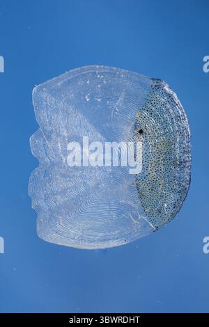 Gris (Thymallus thymallus), échelle unique avec anneaux de croissance, macro Banque D'Images