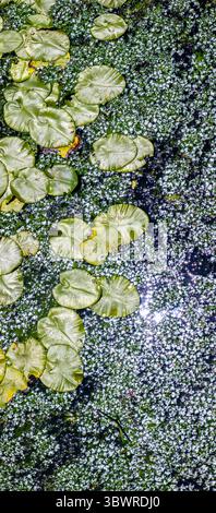 La lumière du soleil se reflète sur la surface sombre de l'étang recouverte de nénuphars vert vif et de petites feuilles d'asperge Banque D'Images