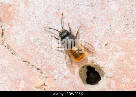 Abeille européenne du verger, abeille à corne (Osmia cornuta), mâle sur abeille sauvage, aide à la nidification en pierre, Allemagne Banque D'Images