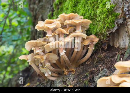 Champignon du miel (Armillaria mellea), sur le tronc mort d'un arbre à feuilles caduques, Allemagne Banque D'Images