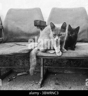 Deux chats errants se prélassant sur de vieilles chaises de salle d'attente usées, capturés dans une scène nostalgique en noir et blanc, évoquent des sentiments de compagnie et de solines Banque D'Images