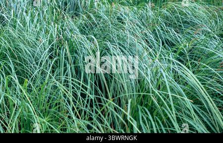 Feuilles tombantes de la danse de glace carex morrowii créant un fond vert naturel, idéal pour la nature et les projets de jardinage sur le thème Banque D'Images