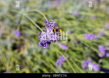 Un bourdon couvert de pollen, sur des fleurs de lavande Banque D'Images