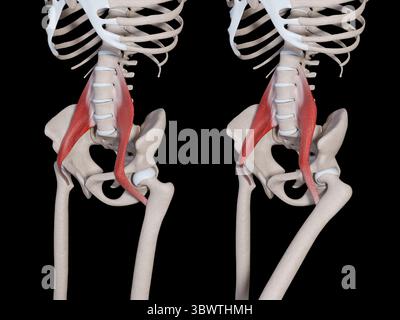 Cette illustration 3d montre le mouvement musculaire majeur du psoas Banque D'Images