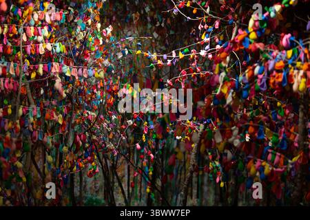Arbres décorés de ballons сщдщкагд Banque D'Images