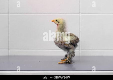 White Chick est debout sur la table gris violet dans la lumière extérieure. Banque D'Images