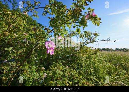 Chien rose, rosier en pleine floraison devant un ciel bleu et une prairie verte, été, Frankenheim, Hohe Rhoen, Rhoen, Rhoen, Thuringe, Allemagne Banque D'Images