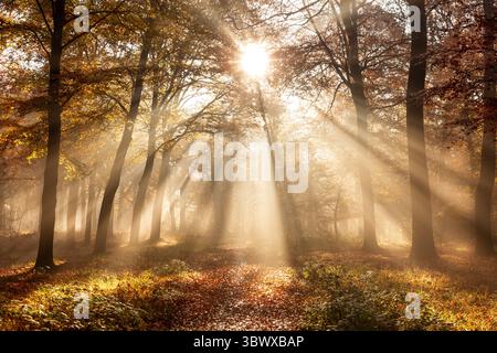 Lumière dorée filtrant à travers de grands arbres dans une forêt d'automne, projetant des rayons chauds sur un sentier couvert de feuilles. La scène sereine des bois capture t Banque D'Images