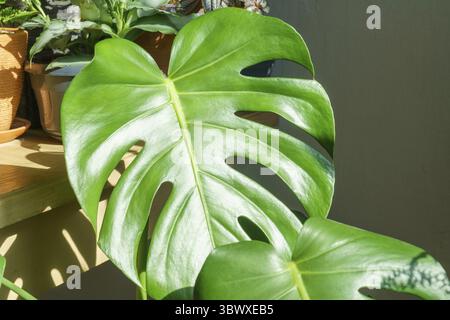 Beaucoup de plantes monstera variété délicate ou fromage suisse sur fond clair. Intérieur élégant et minimaliste de la jungle à la maison. Jardin vert maison en pots dans Banque D'Images
