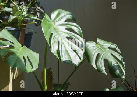 Beaucoup de plantes monstera variété délicate ou fromage suisse sur fond clair. Intérieur élégant et minimaliste de la jungle à la maison. Jardin vert maison en pots dans Banque D'Images