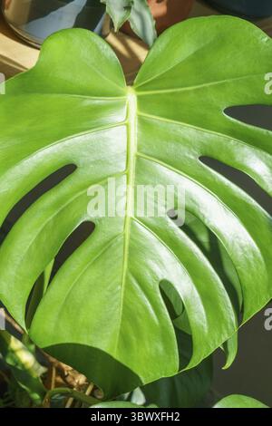 Beaucoup de plantes monstera variété délicate ou fromage suisse sur fond clair. Intérieur élégant et minimaliste de la jungle à la maison. Jardin vert maison en pots dans Banque D'Images
