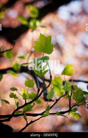 gros plan photo rétroéclairée de feuilles vertes au début du printemps Banque D'Images