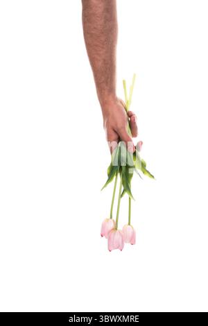 Homme tenant de belles tulipes de printemps sur fond blanc. Fleurs isolées sur fond blanc. Banque D'Images