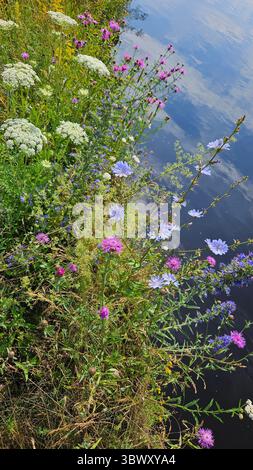 une variété de fleurs sauvages en pleine floraison poussant le long de la rive d'une rivière calme Banque D'Images