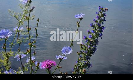 une variété de fleurs sauvages en pleine floraison poussant le long de la rive d'une rivière calme Banque D'Images