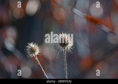 Gros plan de deux têtes de graines de bardane sèches dans la lumière de l'hiver. La texture pointue des plantes épines contraste avec un fond bokeh doux dans des tons terreux, Banque D'Images