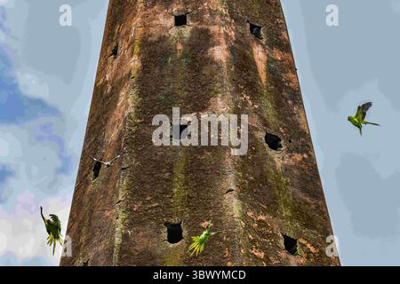 26 juillet 2021, Dhaka, Bangladesh : perruche et myne de la jungle, vus sur le mur d'un ancien temple à Keraniganj. (Crédit image : © Zabed Hasnain Chowdhury/SOPA images via ZUMA Press Wire) Banque D'Images