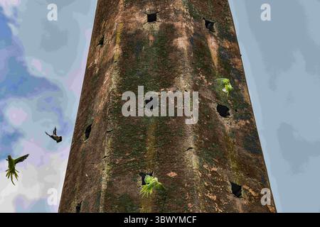 26 juillet 2021, Dhaka, Bangladesh : perruche et myne de la jungle, sur le mur d'un ancien temple à Keraniganj, Dhaka, Bangladesh, le 30 juillet 2021. (Crédit image : © Zabed Hasnain Chowdhury/SOPA images via ZUMA Press Wire) Banque D'Images