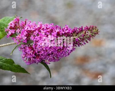Ferme de fleurs roses du buisson de papillons amical pollinisateur, Buddleja davidii Pink Delight Banque D'Images