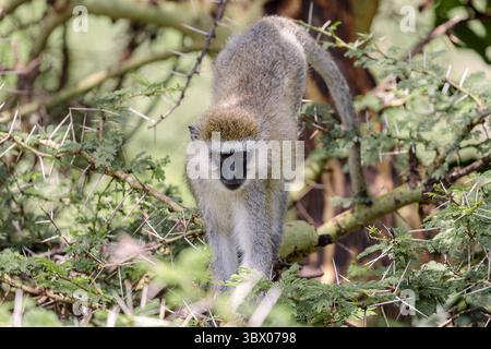 Un singe vervet se tient sur les branches d'acacia au lac Manyara, regardant vers l'avant avec un masque noir, une frange pâle et des membres minces Banque D'Images