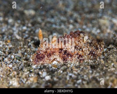 Nudibranche Carminodoris grandiflora Banque D'Images