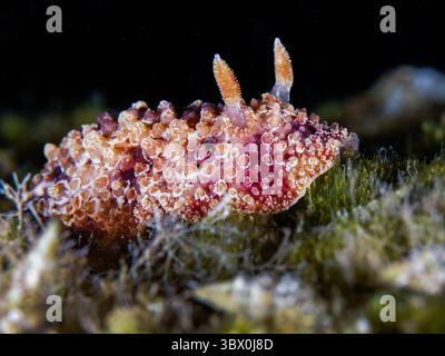 Nudibranche Carminodoris grandiflora Banque D'Images