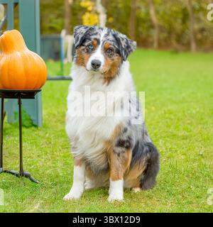 Chien berger australien bleu tri merle assis à halloween Banque D'Images
