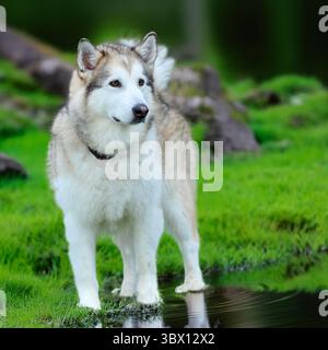 chien malamute d'alaska debout dans la forêt Banque D'Images