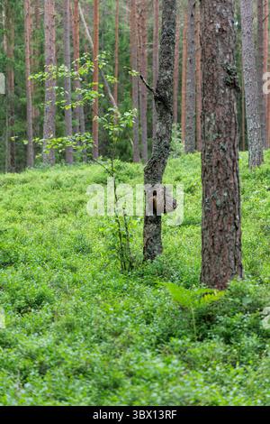Une scène sereine de forêt de pins mettant en scène un arbre avec une ronce proéminente, un jeune jeune plant et un sous-bois vert luxuriant. Banque D'Images