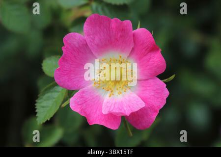 Rosa canina Banque D'Images