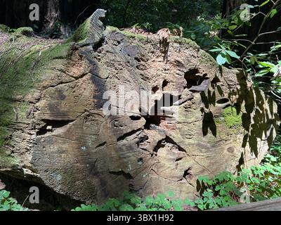 Un séquoia tombé le long du chemin dans le monument national primordial de Muir Woods, situé dans la vallée de Mill, en Californie Banque D'Images