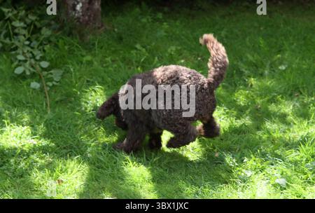 Chiot jouant avec le jouet sur l'herbe verte, gros plan Banque D'Images