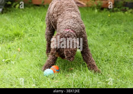 Chiot jouant avec le jouet sur l'herbe verte, gros plan Banque D'Images