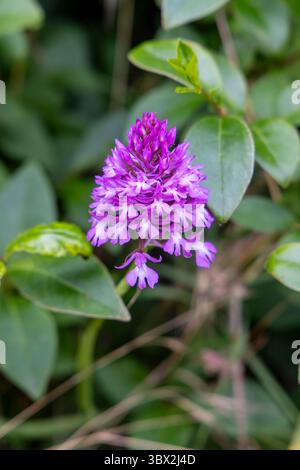 Gros plan d'orchidée pyramidale en fleurs ( Anacamptis pyramidalis) dans le champ Banque D'Images