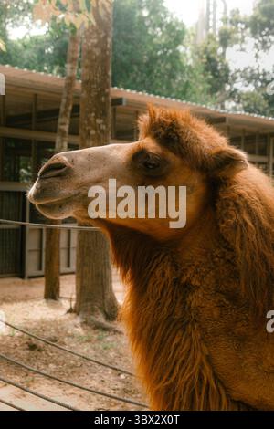 Gros plan d'un chameau bactrien avec une épaisse fourrure rougeâtre debout dans un enclos de zoo Banque D'Images