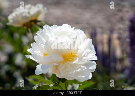 Gros plan sur le bol de pivoine à double fleur blanche fleurie de crème. Paeonia lactiflora bol de crème. Gros plan sur le bol à pivoine double blanc crème. Banque D'Images