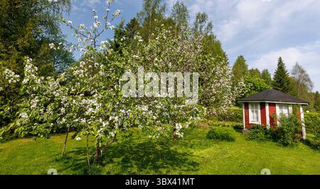 Pommiers fleuris au jardin, Finlande Banque D'Images