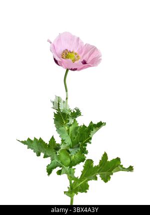 Fleur de pavot violet rose entière avec tige et feuilles découpe isolée sur blanc Banque D'Images