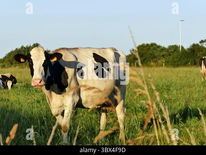 Bovins holstein noirs et blancs dans les pâturages verts à la lumière du soir. Vache laitière noire et blanche dans les prairies vertes en été. Banque D'Images