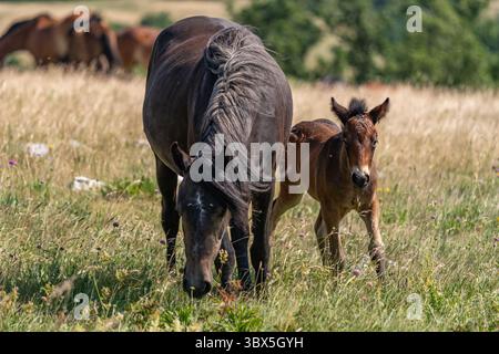 Jument sauvage avec poulain sur la prairie près de Cincar, Livno Banque D'Images