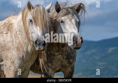 Portrait en gros plan de deux chevaux gris sauvages avec de longues canes debout ensemble à Livno, Bosnie-Herzégovine Banque D'Images