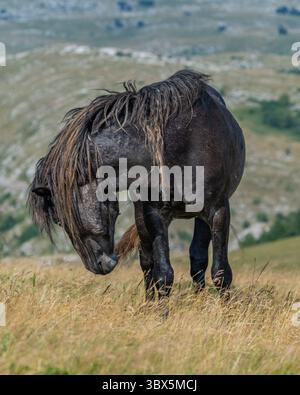 Cheval noir sauvage avec de longues crinières broutant sur les pentes de montagne de Livno, Bosnie-Herzégovine Banque D'Images