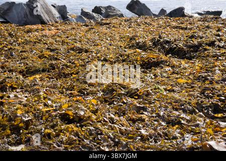 Ces dernières années, la culture des algues est devenue une pratique agricole mondiale, fournissant de la nourriture, du matériel de base pour diverses utilisations chimiques (comme le carrage Banque D'Images