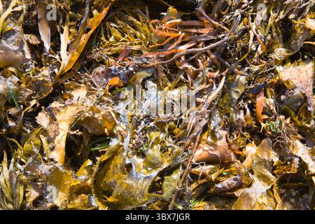 Ces dernières années, la culture des algues est devenue une pratique agricole mondiale, fournissant de la nourriture, du matériel de base pour diverses utilisations chimiques (comme le carrage Banque D'Images