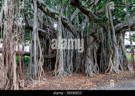 Strangler figuier est le nom commun d'un certain nombre d'espèces de plantes tropicales et subtropicales dans le genre Ficus, y compris celles qui sont communément connues sous le nom Banque D'Images